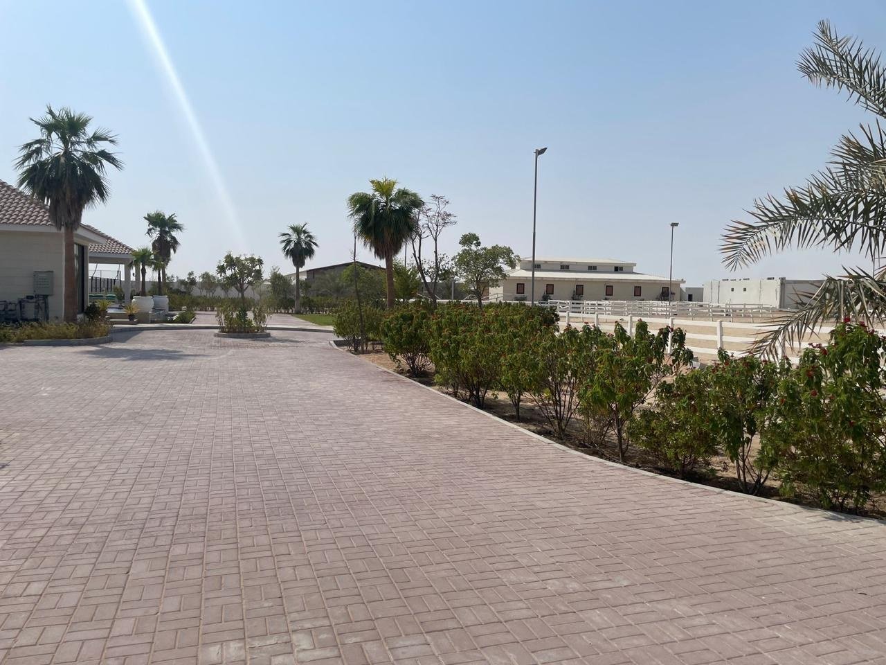 Curving paved avenue between palms and planted verges on the estate.