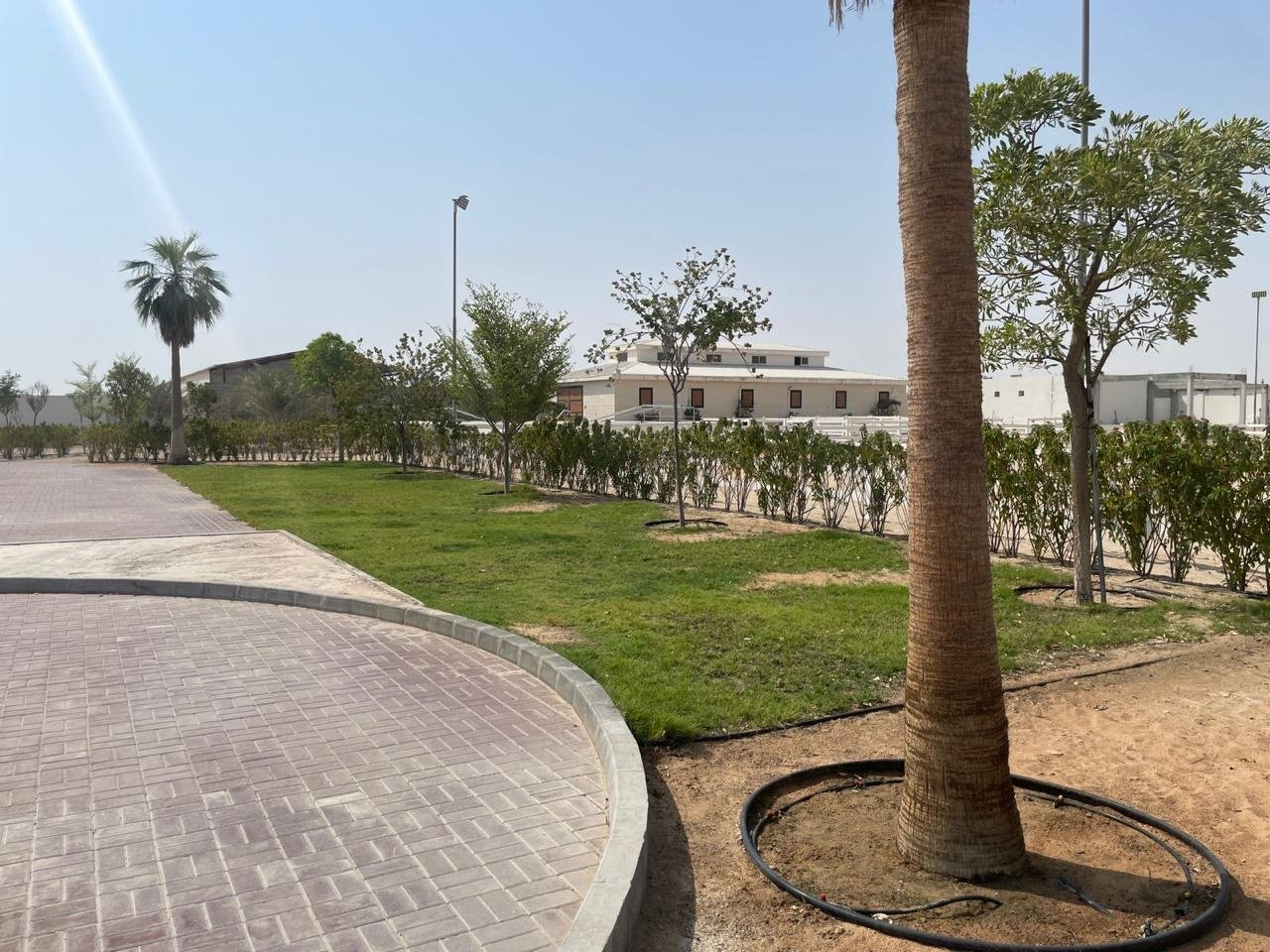 Lawn and young trees beside a paved drive with a palm in the foreground.