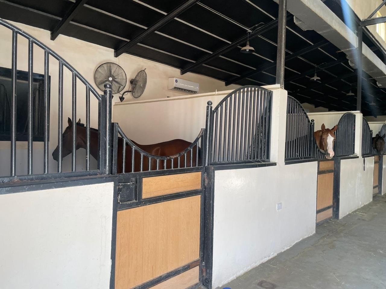 Horses at the doors of their stalls beneath wall fans and the stable roof structure.